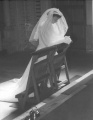 1954-Juli Trouwdag Gine en Max kapel.jpg